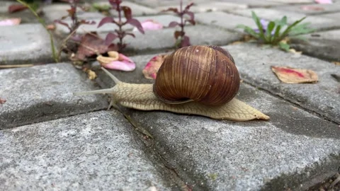 A forest snail. Video stock 232930722
