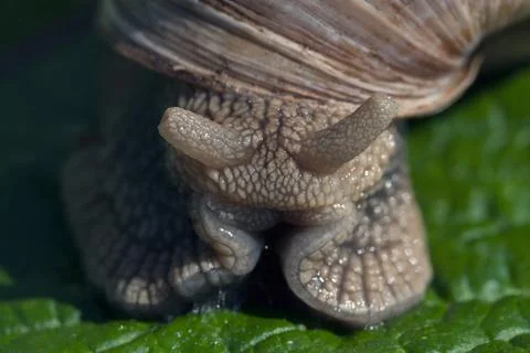 Forest snail on the green leaf 免费库存照片