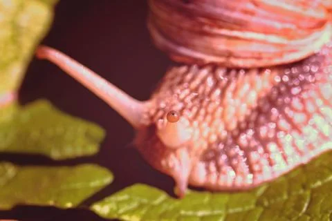 Forest snail on the green leaf Free Stock Photos