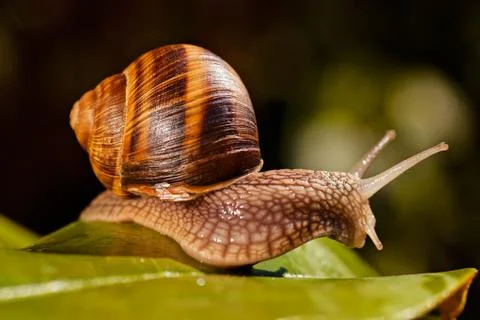 Forest snail Free Stock Photos