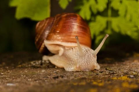Forest snail Foto stock gratuite