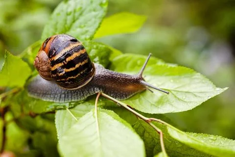 Forest snail Foto stock gratuite