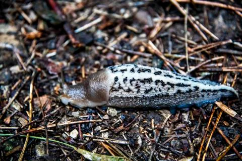 Forest snail Stock Photos