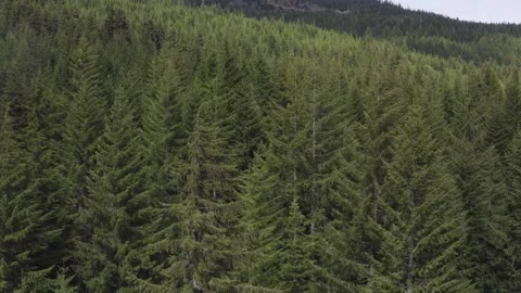 Forest Snoqualmie Pass Washington State Drone Aerial View Stock Footage 159241059