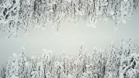 Forest in the snow as 2 worlds. Screen saver FINLAND for captions. Stock Footage 84206839