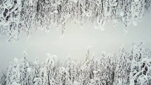 Forest in the snow as 2 worlds. Screen saver for captions. Stock Footage 84207158