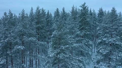 Forest in snow. Aerial view. Pine branches are covered with snow Stock Footage 231512381