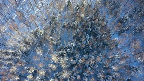 Forest in the snow. Aerial view. From top to bottom. Blue snow. The crowns of Stock Footage 150687952