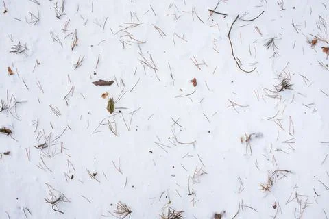 Forest snow background. Top view of the snow covered with pine needles and tw Stock Photos