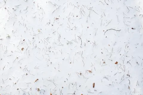 Forest snow background. Top view of the snow covered with pine needles and tw Stock Photos