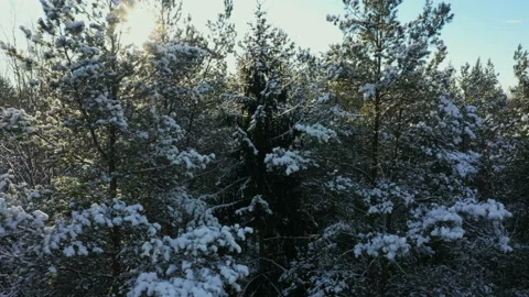 Forest in snow in contour light. Sun through branches of trees. Aerial view. The Stock Footage 153115873