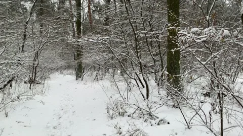 Forest in snow, driving car on background. Stock Footage 168436093