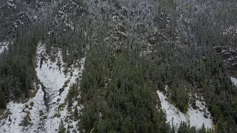 Forest with snow by dwking Video stock 81409214