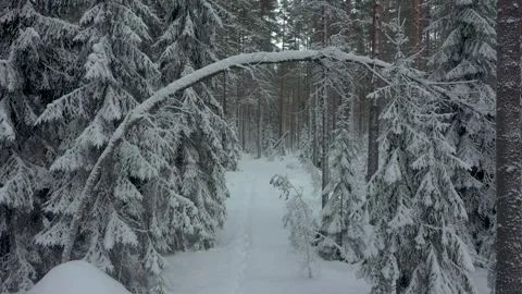 Forest in snow. A flight under a curved tree in snow. Fir trees and pines after Stock Footage 262053786
