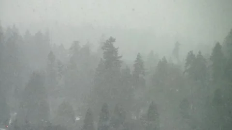Forest Snow Stock Footage 10684005