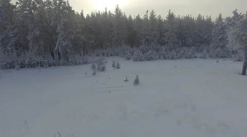  forest in snow Stock Footage 61001363