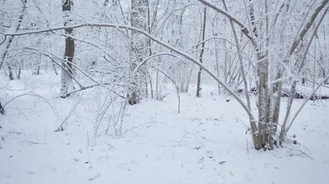 Forest in Snow Stock Footage 67461712