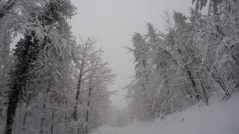 Forest in snow Stock Footage 82366313