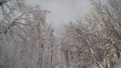 Forest in snow Stock Footage 82506538