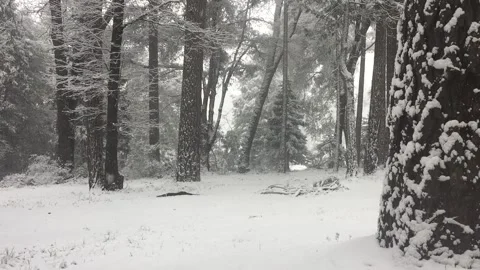 Forest in the Snow 動画素材 202290904