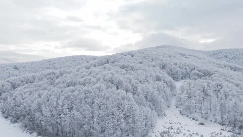 Forest with snow Stock Footage 267082341