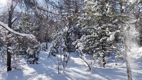 Forest in snow Stock Footage 297674044