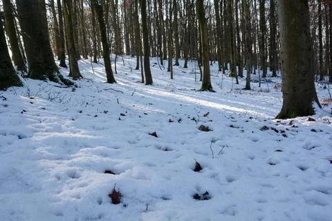 In the forest with snow in the foreground Stock Photos