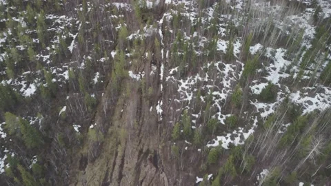 A forest with snow on the ground and trees, from above, looking down Stock Footage 195547348
