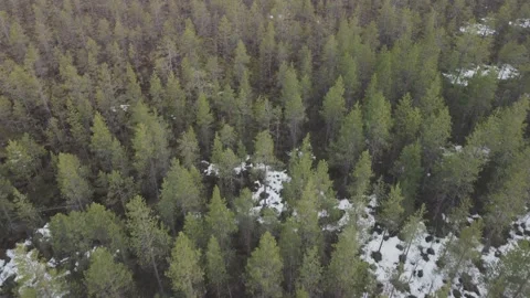 A forest with snow on the ground and trees in the background, from above Stock Footage 195552917