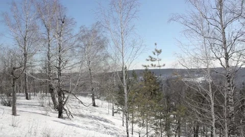 Forest in the Snow Motion in Mountain Vidéo 52633062