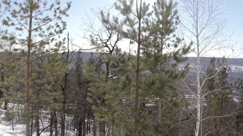 Forest in the Snow Motion in Mountain 스톡 동영상 52634147