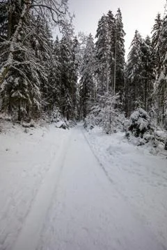 Forest in snow with a path in winter Stock Photos
