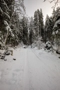 Forest in snow with a path in winter Stock Photos