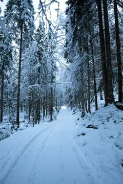 Forest in snow with a path in winter Stock Photos