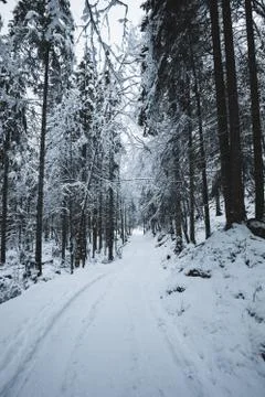 Forest in snow with a path in winter Stock Photos