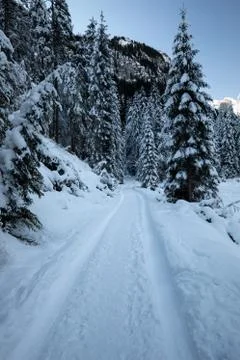 Forest in snow with a path in winter Foto stock