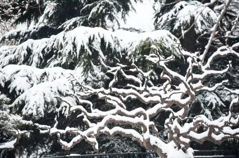 Forest in the snow Foto stock