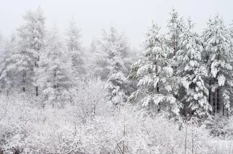Forest snow Stock Photos