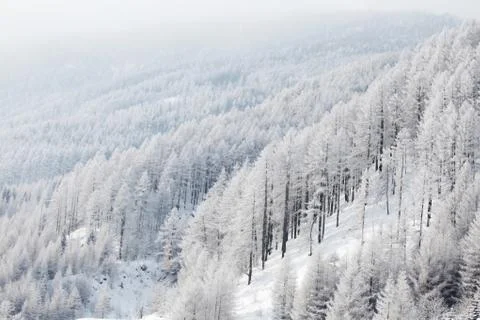 Forest in snow Stock Photos