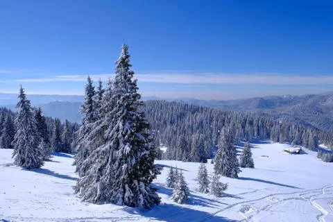 Forest in snow Stock Photos