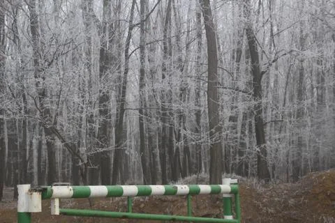 Forest snow Stock Photos