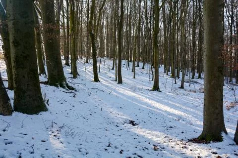 In the forest with snow Stock Photos