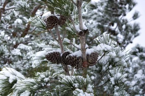 Forest in the snow Stock Photos