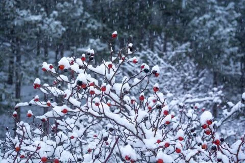 Forest in the snow Stock Photos