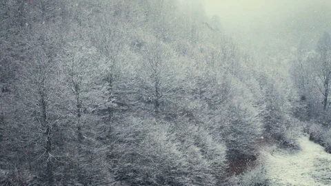 Forest snow slow motion winter Stock Footage 100988797