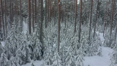 Forest in snow. Small fir trees in snow among tall pines. Aerial view. Forest Stock Footage 237309152