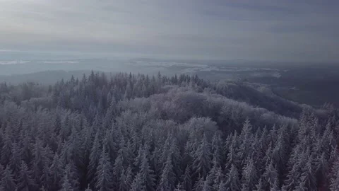 Forest snow sun and clear sky 02 Stock Footage 146357557