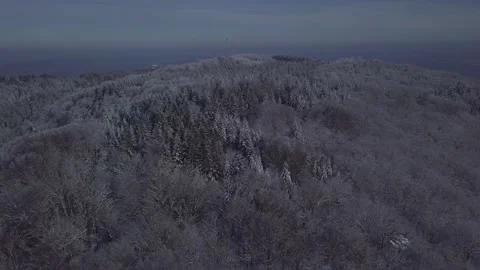 Forest snow sun and clear sky 01 Stock Footage 146357583