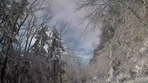 Forest in snow in the sun Stock Footage 82505371