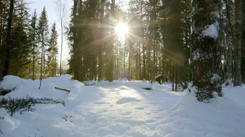 Forest snow with sun Stock Footage